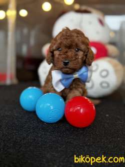 TOY POODLE YAVRULARI 2