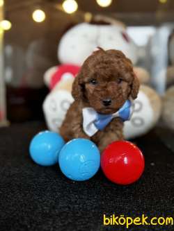 TOY POODLE YAVRULARI 3