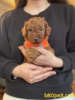 TOY POODLE YAVRULARI 2