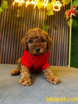 TOY POODLE YAVRULARI 1