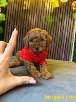 TOY POODLE YAVRULARI 3