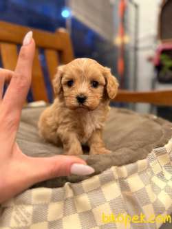 TOY POODLE YAVRULARI 1