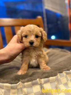 TOY POODLE YAVRULARI 2