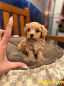 TOY POODLE YAVRULARI 3