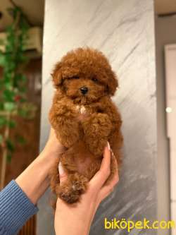 TOY POODLE YAVRULARI 2