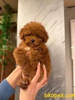 TOY POODLE YAVRULARI