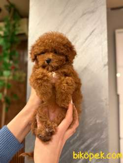 TOY POODLE YAVRULARI 3