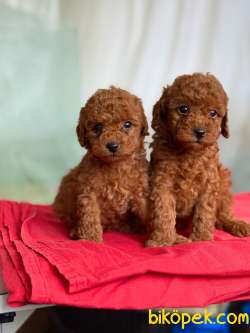 TOY POODLE YAVRULARI