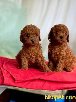 TOY POODLE YAVRULARI 2