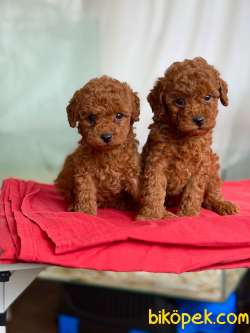 TOY POODLE YAVRULARI 3