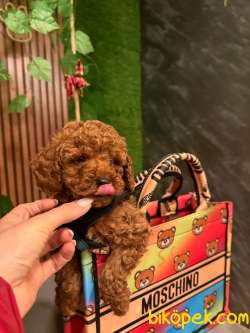 TOY POODLE YAVRULARI 2