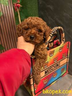 TOY POODLE YAVRULARI 3