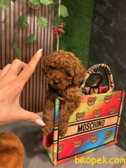 TOY POODLE YAVRULARI