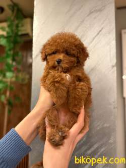 TOY POODLE YAVRULARI