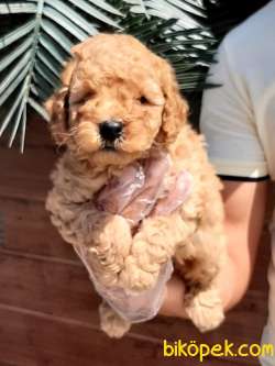 TOY POODLE YAVRULARI ÇİFTLİKTEN 5