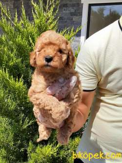 TOY POODLE YAVRULARI ÇİFTLİKTEN 4