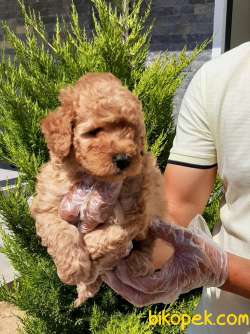 TOY POODLE YAVRULARI ÇİFTLİKTEN 3