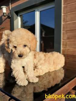 SAFKAN TOY POODLE YAVRULARI ÇİFTLİKTEN 2