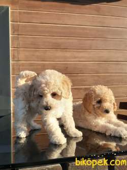 SAFKAN TOY POODLE YAVRULARI ÇİFTLİKTEN 3