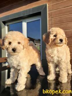 SAFKAN TOY POODLE YAVRULARI ÇİFTLİKTEN 1
