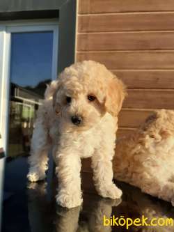 SAFKAN TOY POODLE YAVRULARI ÇİFTLİKTEN 5