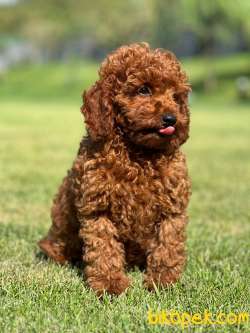 TOY POODLE YAVRULARI ÇİFTLİKTEN 3