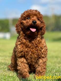 TOY POODLE YAVRULARI ÇİFTLİKTEN