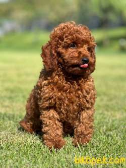 ORJINAL TOY POODLE YAVRULARI ÇİFTLİKTEN 2