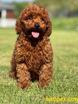 ORJINAL TOY POODLE YAVRULARI ÇİFTLİKTEN 3
