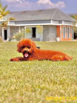 EN SEVİMLİ ORJİNAL TOY POODLE YAVRULARI ISTANBUL 1