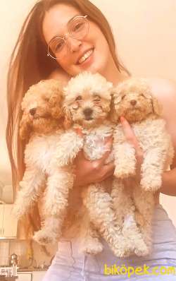 TOY POODLE YAVRULARIM 4