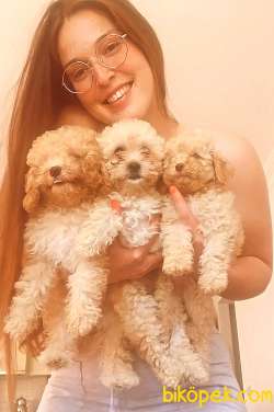 TOY POODLE YAVRULARIM 3