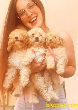 TOY POODLE YAVRULARIM 2