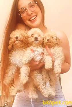 TOY POODLE YAVRULARIM 1