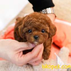 TOY POODLE YAVRULARIM 3