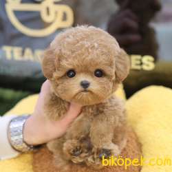 TOY POODLE YAVRULARIM