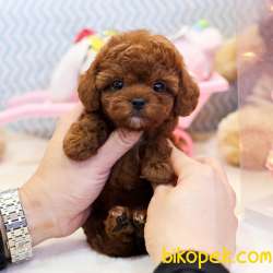TOY POODLE YAVRULARIM 4