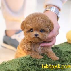 TOY POODLE YAVRULARIM 2