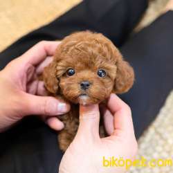 TOY POODLE YAVRULARIM 4