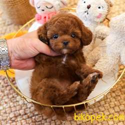 TOY POODLE YAVRULARIM 3