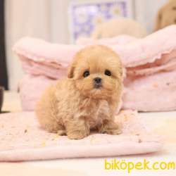 TOY POODLE YAVRULARIM 3
