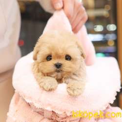 TOY POODLE YAVRULARIM 4