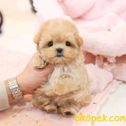 TOY POODLE YAVRULARIM 2