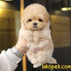 TOY POODLE YAVRULARIM