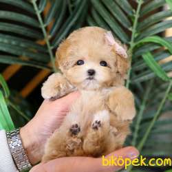 TOY POODLE YAVRULARIM 3