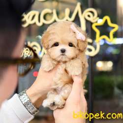 TOY POODLE YAVRULARIM 2