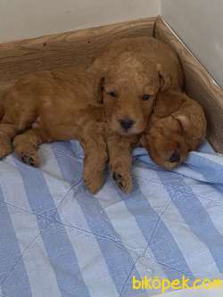 Toy Poodle Yavrularim Irk Ve Saglik Garantili 2