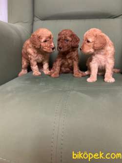 Toy Poodle Yavrularim Irk Ve Saglik Garantili 1