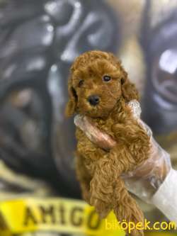Toy Poodle Yavrularim Irk Ve Saglik Garantili 2