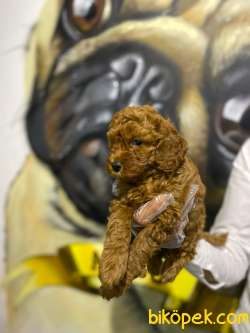 Toy Poodle Yavrularim Irk Ve Saglik Garantili 4
